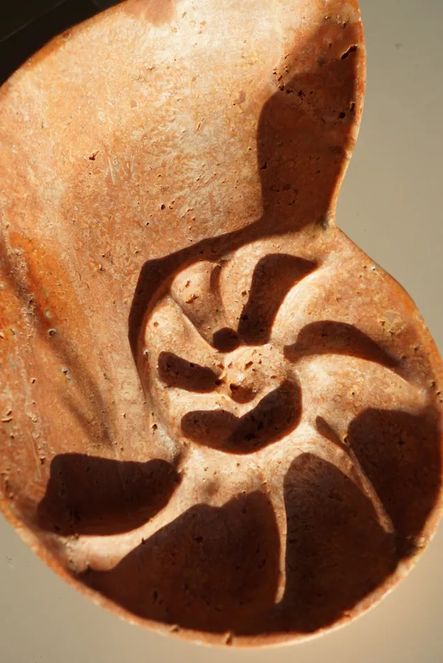 Earrings Foe Dear Nautilus Keepsake Dish Sienna